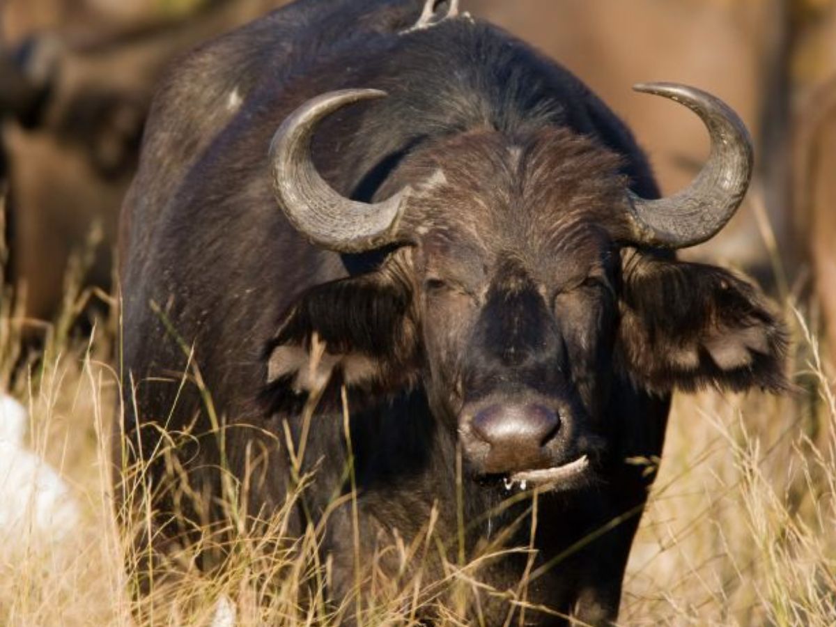 सड़ा-गला खाना इंसानों की कर देता है तबीयत खराब लेकिन जानवरों पर क्यों नहीं पड़ता इसका असर ? - Photo Gallery