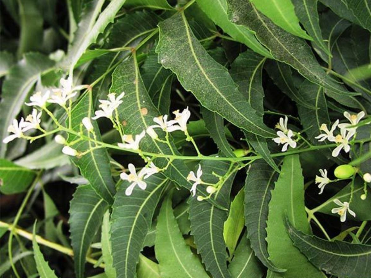 ये फूल न सिर्फ देखने में हैं सुन्दर, बल्कि खाने में भी होते हैं बेहद स्वादिष्ट - Photo Gallery