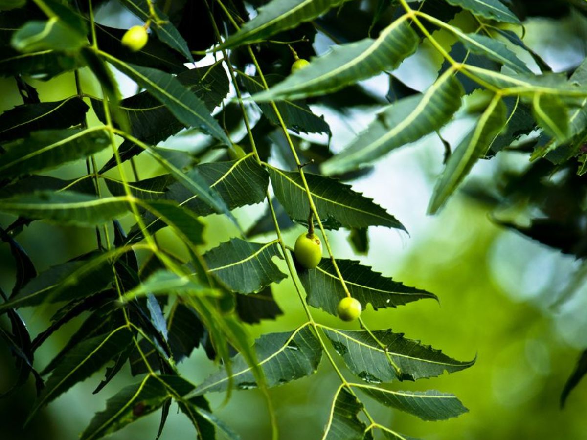 क्या आप भी जलन, खुजली और एलर्जी से हैं परेशान, तो इन घरेलु नुस्खों से पाएं छुटकारा - Photo Gallery