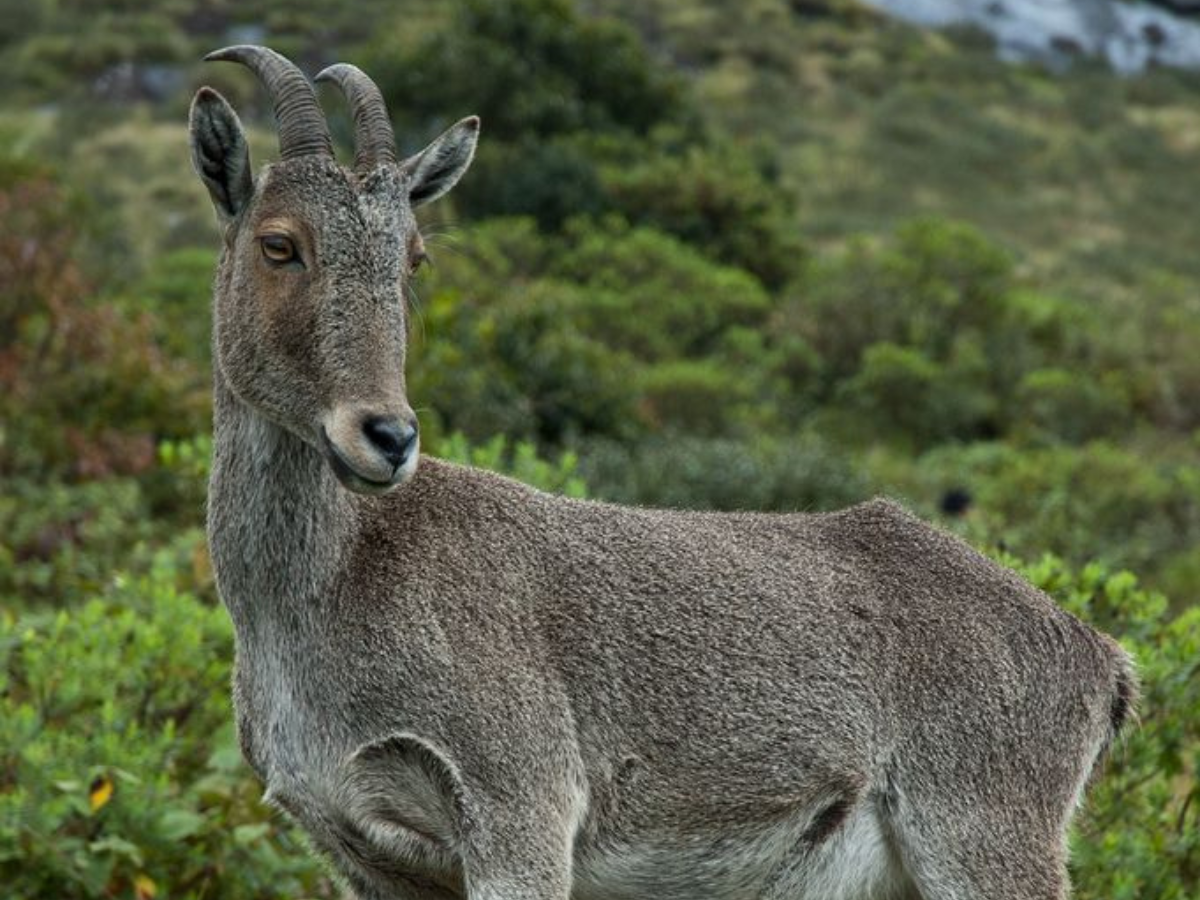 India’s Rarest wildlife animal –  जानिये भारत में दुर्लभ जीवों की रोमांचक खोज के बारे में, जो होने वाले दुनिया से ज्लद ही खत्म - Photo Gallery