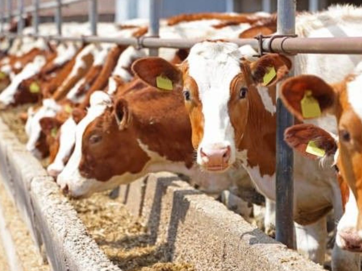 सड़ा-गला खाना इंसानों की कर देता है तबीयत खराब लेकिन जानवरों पर क्यों नहीं पड़ता इसका असर ? - Photo Gallery