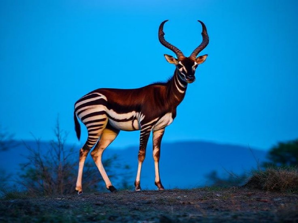 Rarest Animals In The World: जानिए दुनिया के सबसे दुर्लभ जानवरों के बारे में जो है विलुप्ति के कगार पर - Photo Gallery