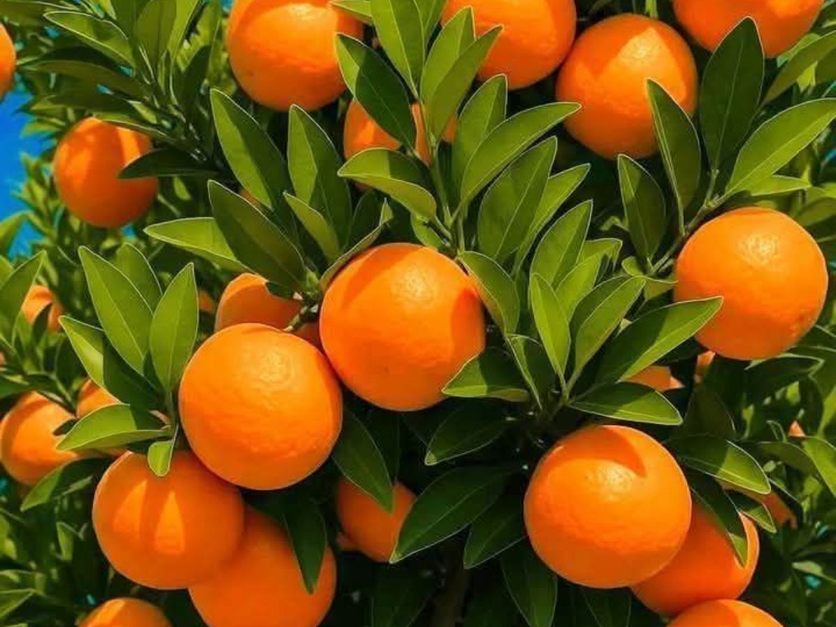 सुबह सुबह ये फल खाने से आप भी रहेंगे फिट और ऐक्टिव - Photo Gallery