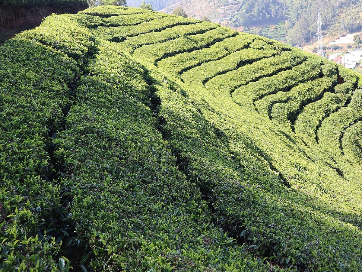 Best Places To Visit In Monsoon: इस मानसून मौसम को बनाएं यादगार, इन जगहों के साथ - Photo Gallery