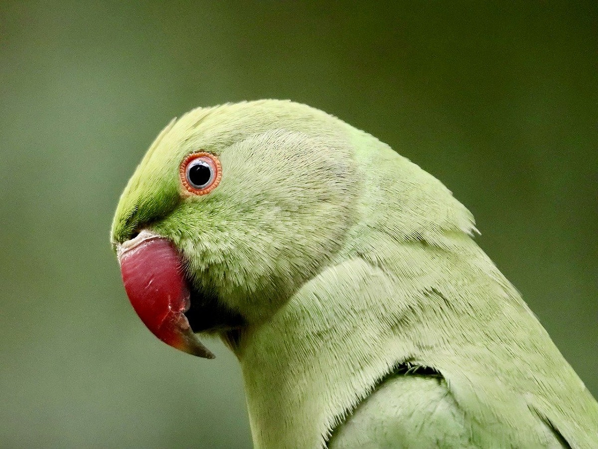 Illegal Pets In India: भारत में बैन हैं ये जानवर, इन्हें पालना पड़ सकता है भारी - Photo Gallery