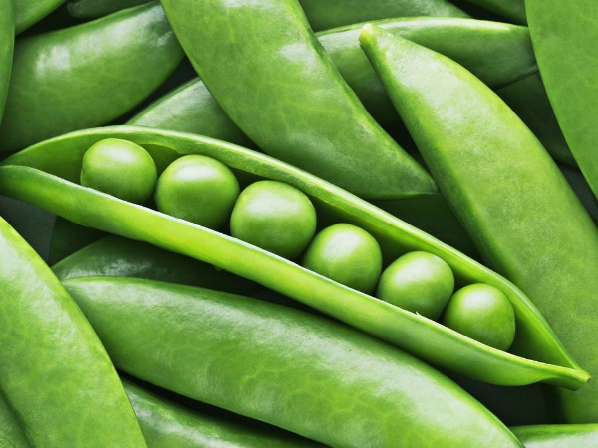 क्विनोआ क्यों ? मटर से लेकर पॉपकॉर्न तक, ये कुछ खाने होते है सुपरफूड - Photo Gallery