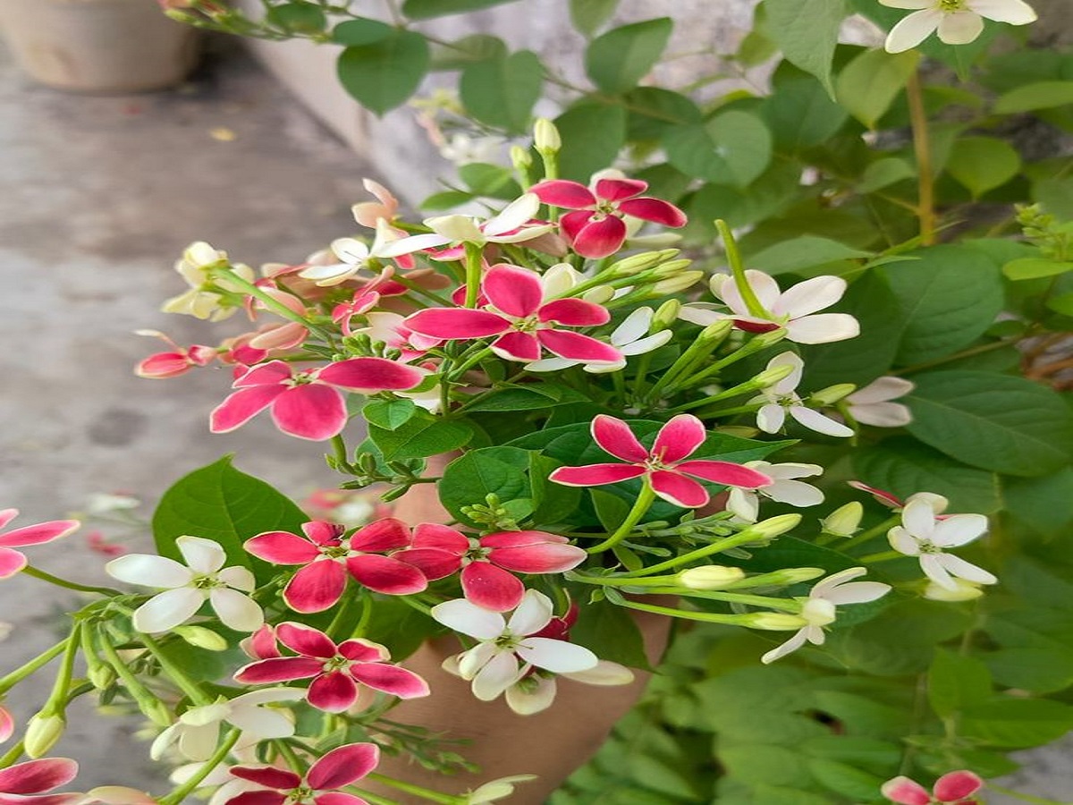 Dengue Safety Tips: डेंगू से बचना है आसान, बस अपनाएं ये कुछ समाधान आप भी रहेंगे सुरक्षित - Photo Gallery