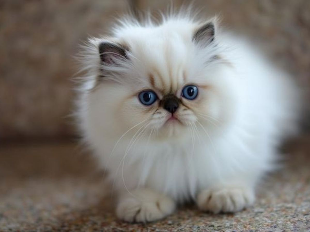 अगर आप भी पालना चाहते हैं पर्शियन कैट तो रखें इन बातों का ध्यान - Photo Gallery