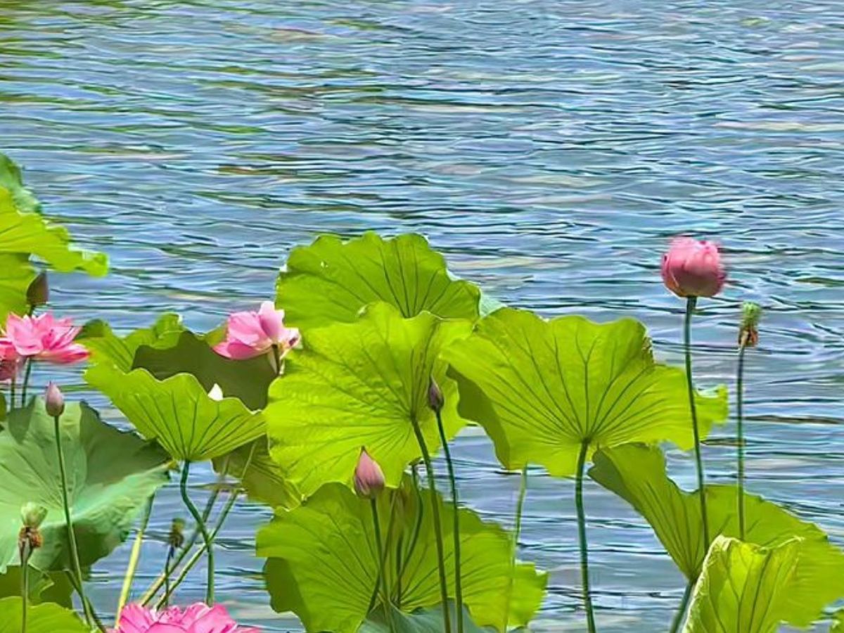 Benefits Of Lotus Leaf: अगर आप भी अपने वजन को लेकर हैं परेशान,तो कमल के पत्तों का करें सेवन - Photo Gallery