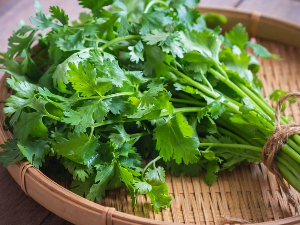 Benefits Of Coriander: आप भी अपने घर में धनिया उगाएं और उससे मिलने वाले लाभ का आंनद उठायें - Photo Gallery