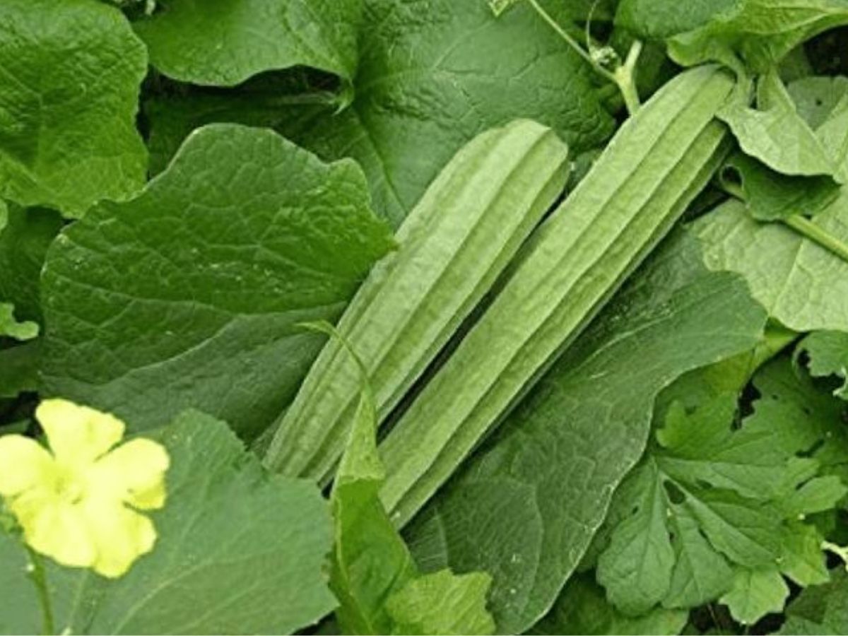 बैंगन से लेकर टमाटर तक, इन सब्जियों को कच्चा न खाने की सलाह देते है एक्सपर्ट्स - Photo Gallery