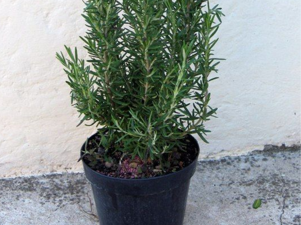 इन पौधों से आप भी बनाए अपने घर में फार्मेसी - Photo Gallery