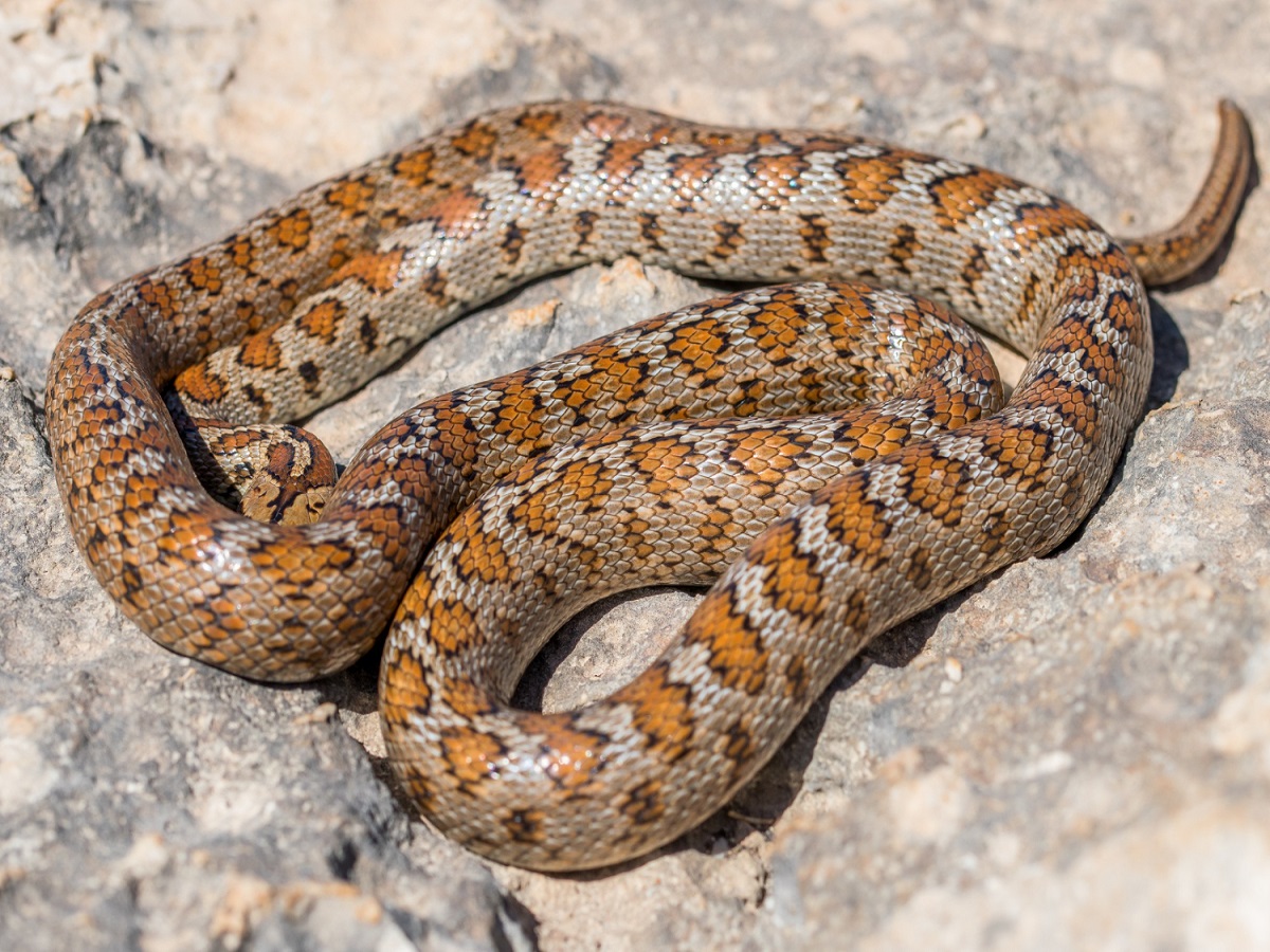Most Dangerous Cobra In India: भारत में पाया जाने वाला सबसे जहरीला सांप, एक डंक से ले सकता है जान - Photo Gallery