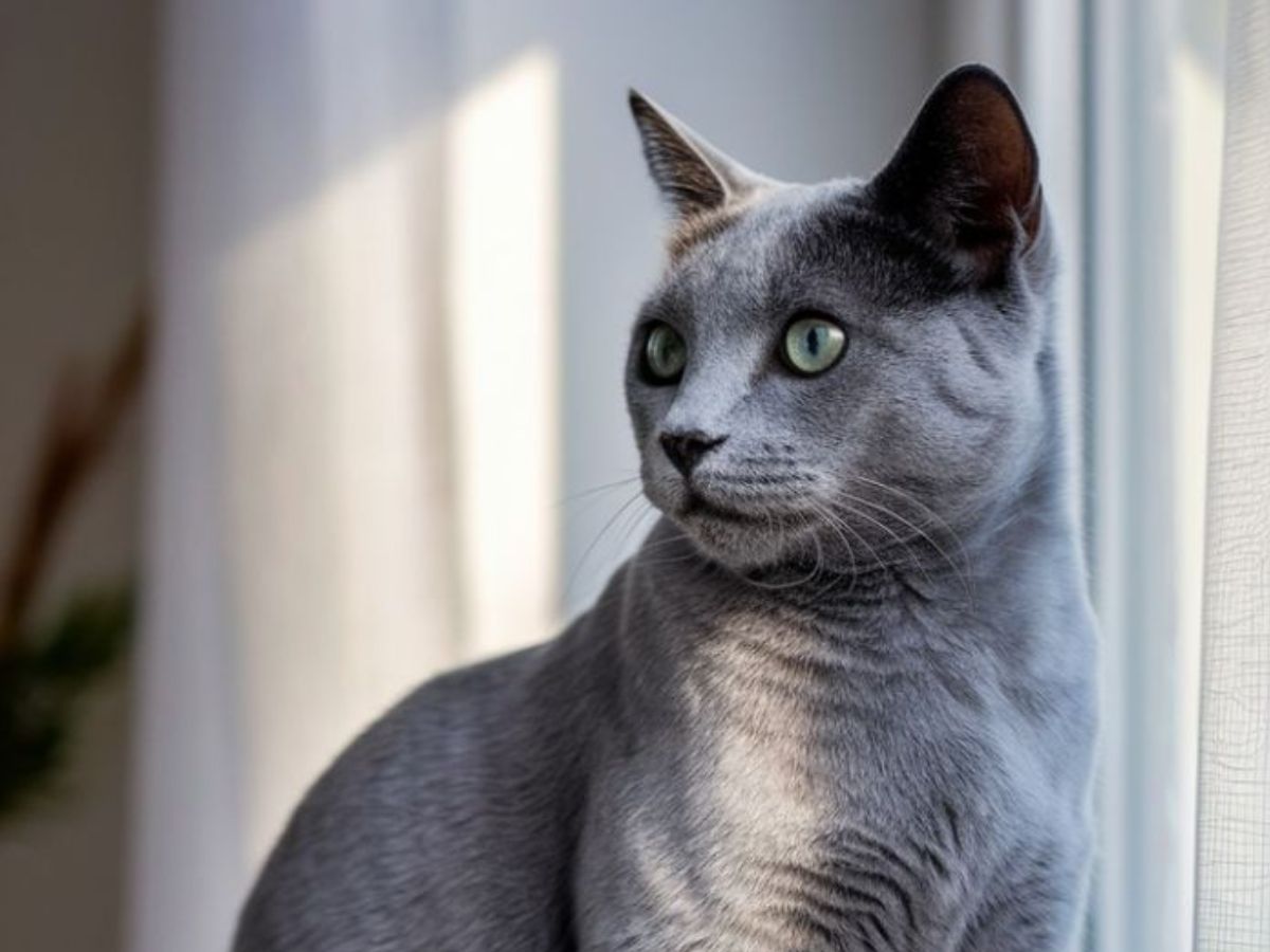 Beautiful Cat Eyes: इन बिल्ली की आंखों में है जादू एक ही नजर में सबको बना लेती है अपना दीवाना - Photo Gallery