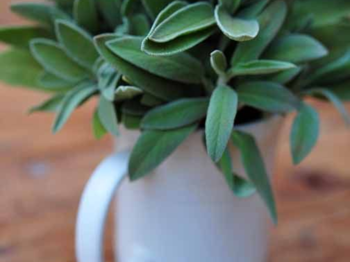 इन पौधों से आप भी बनाए अपने घर में फार्मेसी - Photo Gallery