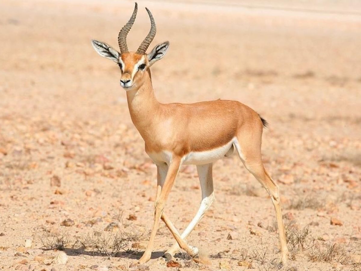 Desert Survival Champions: कुछ ऐसे जनवार जो बिना पिएं भी रह सकते है कई दिनों तक जिन्दा और कर सकते है अपना गुजारा - Photo Gallery