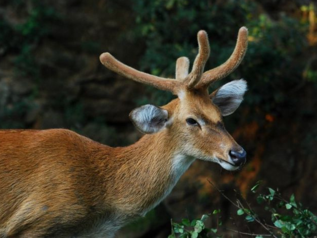 India’s Rarest wildlife animal –  जानिये भारत में दुर्लभ जीवों की रोमांचक खोज के बारे में, जो होने वाले दुनिया से ज्लद ही खत्म - Photo Gallery