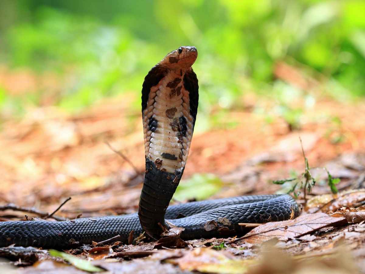 Most Dangerous Cobra In India: भारत में पाया जाने वाला सबसे जहरीला सांप, एक डंक से ले सकता है जान - Photo Gallery