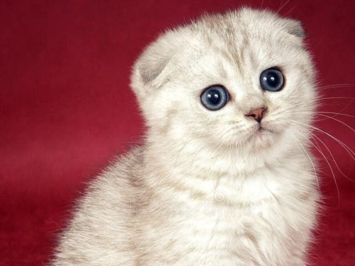 Beautiful Cat Eyes: इन बिल्ली की आंखों में है जादू एक ही नजर में सबको बना लेती है अपना दीवाना - Photo Gallery