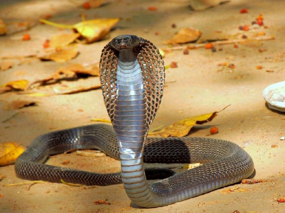 Silent Animals: यह है अजीबो गरीब जानवर जो नहीं निकालते कभी आवाज - Photo Gallery