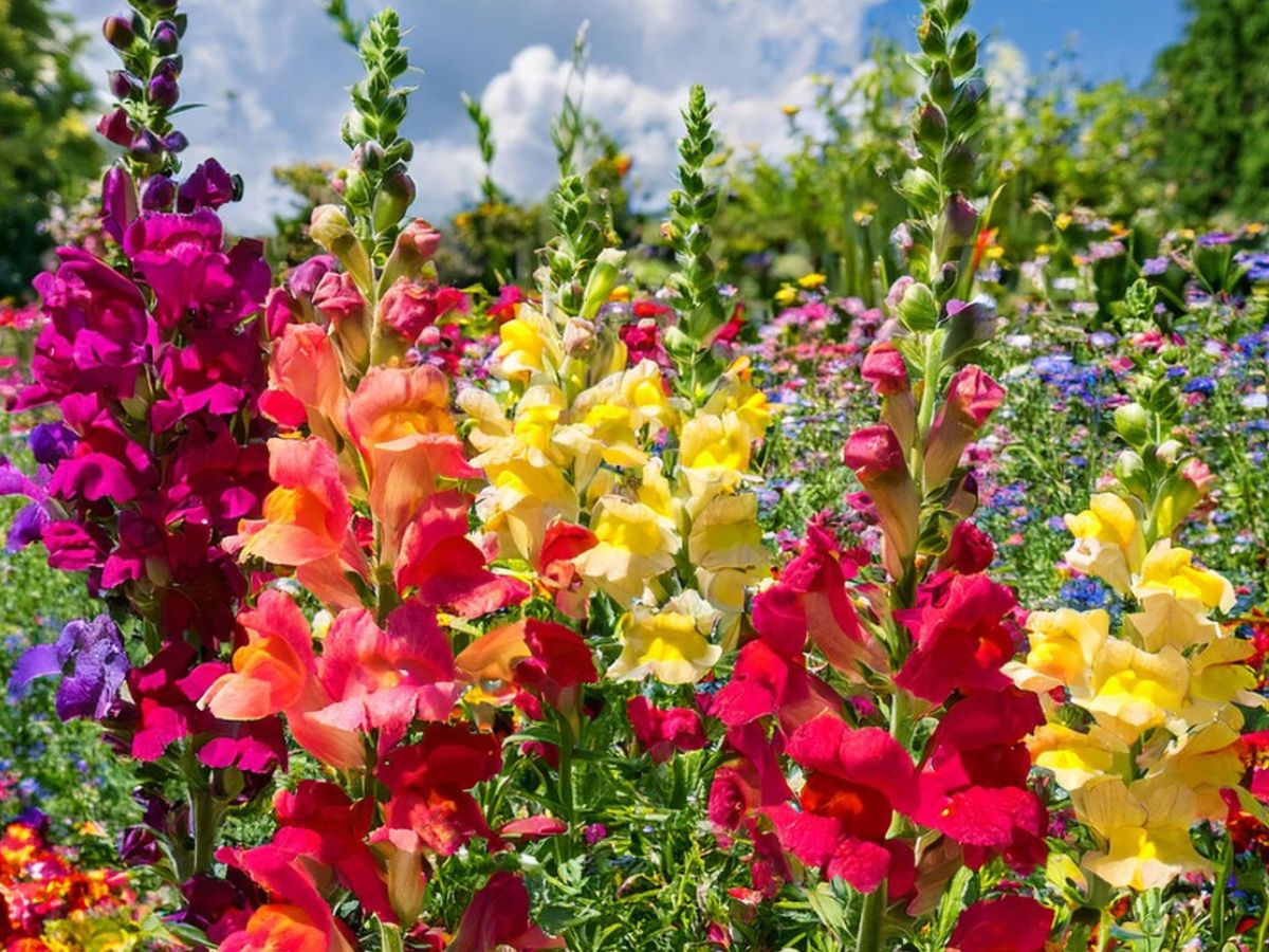 Butterflies Love Flowers: आप भी अपनी बालकनी मे लगा सकते है ये कुछ फूल जिससे तितली बनकर आएगी खास मेहमान - Photo Gallery