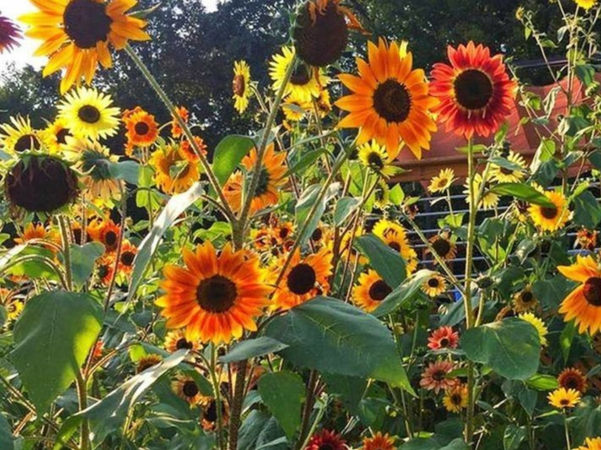 ये फूल न सिर्फ देखने में हैं सुन्दर, बल्कि खाने में भी होते हैं बेहद स्वादिष्ट - Photo Gallery