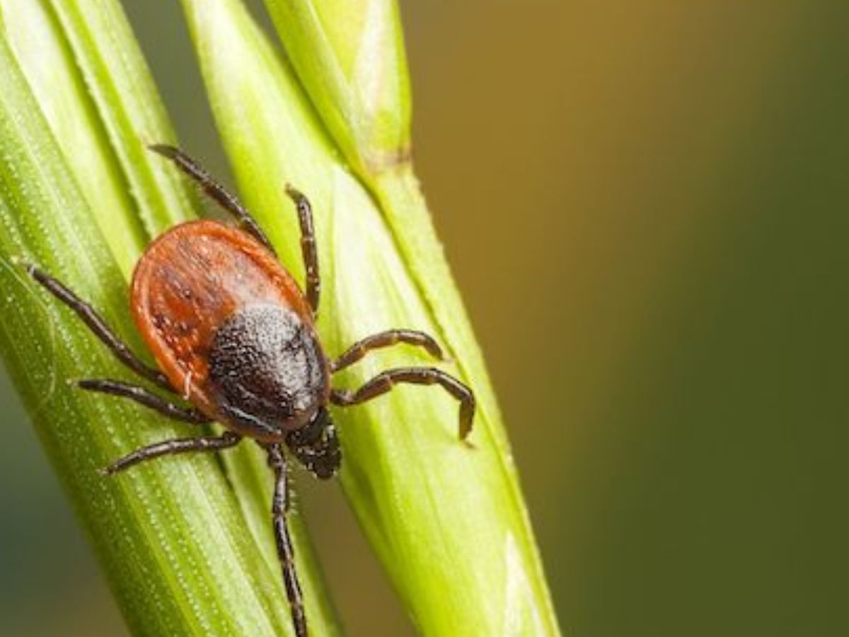 Gardening Tips During Monsoon: इस मानसून आप भी रखें अपने पौधों का कुछ इस तरह ख्याल - Photo Gallery