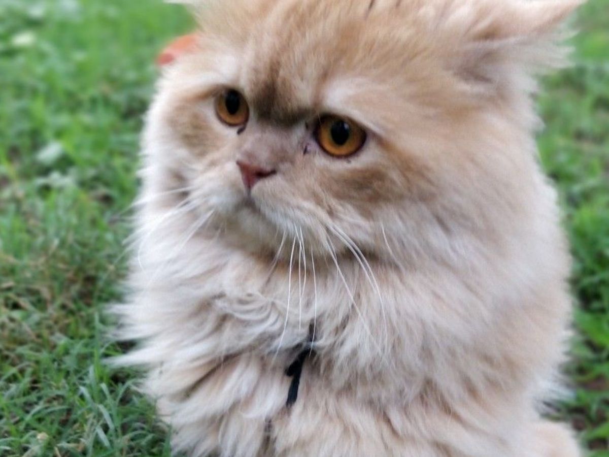 अगर आप भी पालना चाहते हैं पर्शियन कैट तो रखें इन बातों का ध्यान - Photo Gallery