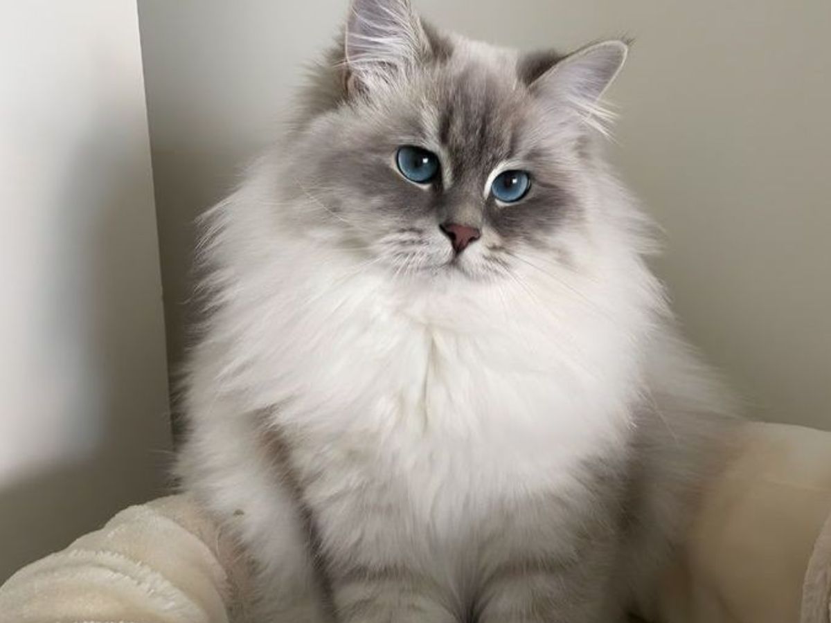 अगर आप भी पालना चाहते हैं पर्शियन कैट तो रखें इन बातों का ध्यान - Photo Gallery