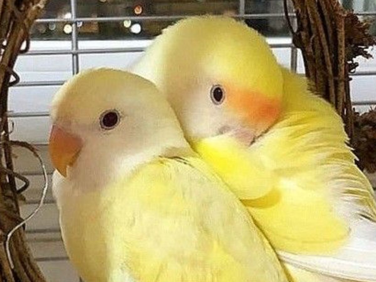 आप भी पालना चाहते हैं लव बर्ड्स तो उनसे जुड़ी कुछ खास बातों का रखें ध्यान - Photo Gallery