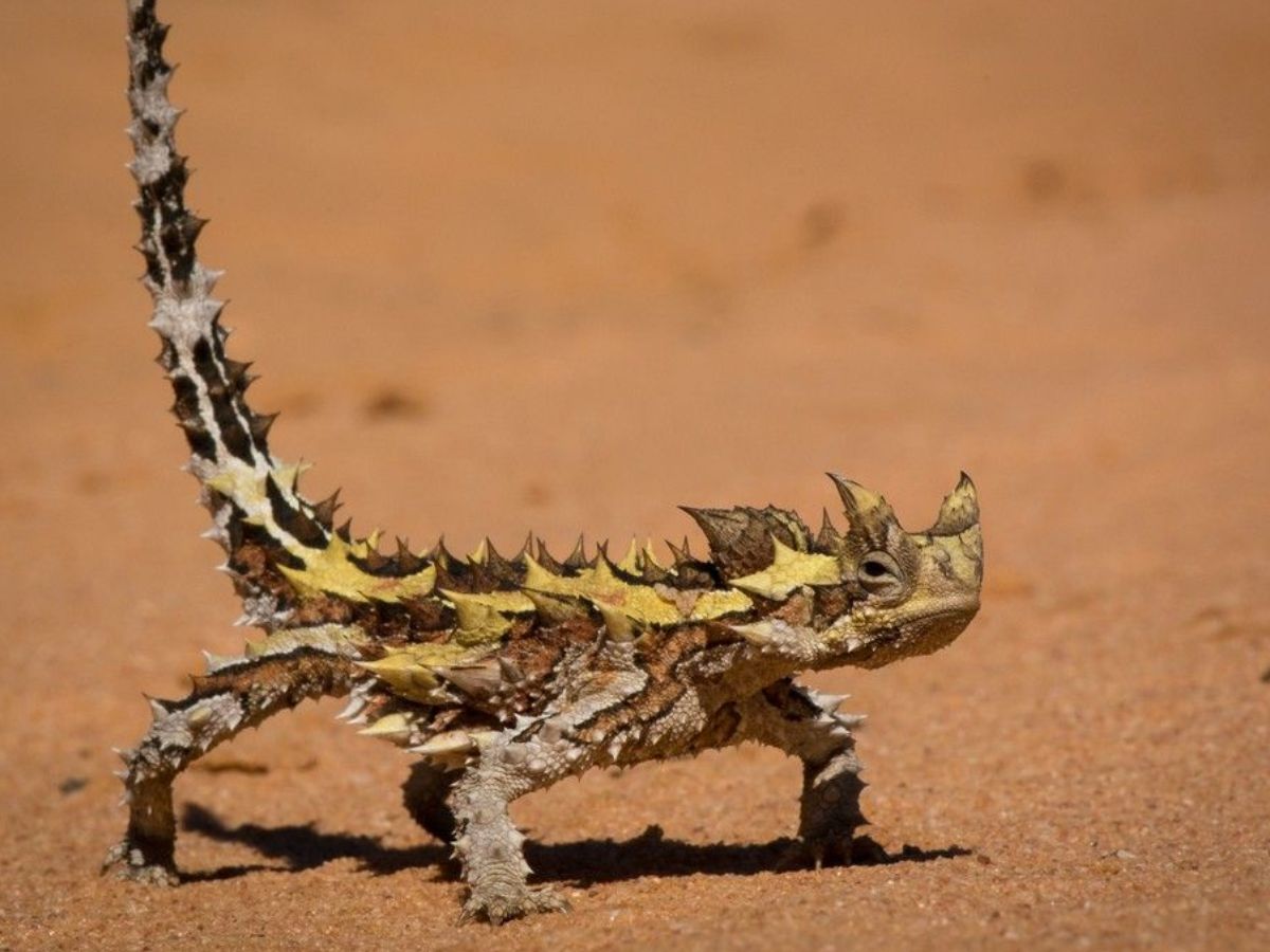 Desert Survival Champions: कुछ ऐसे जनवार जो बिना पिएं भी रह सकते है कई दिनों तक जिन्दा और कर सकते है अपना गुजारा - Photo Gallery