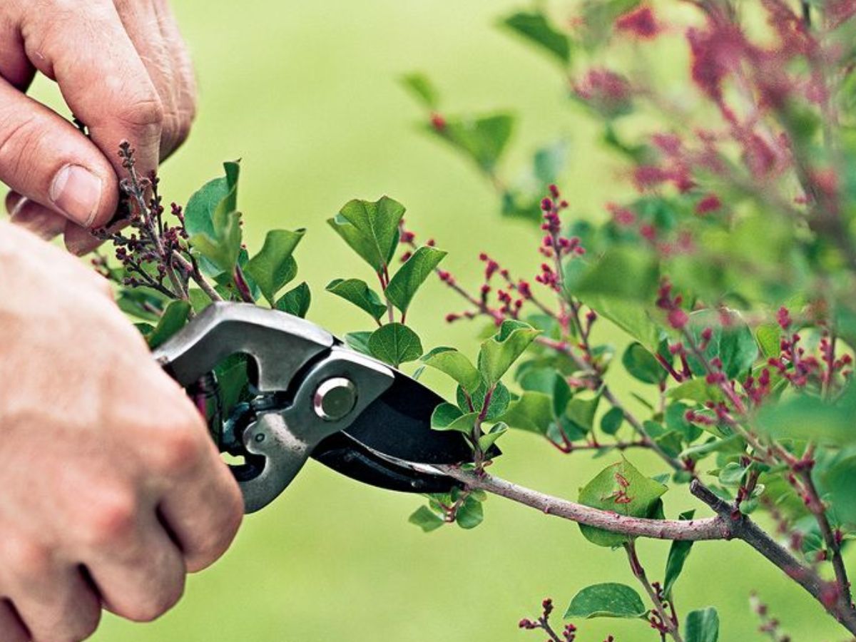 Gardening Tips During Monsoon: इस मानसून आप भी रखें अपने पौधों का कुछ इस तरह ख्याल - Photo Gallery
