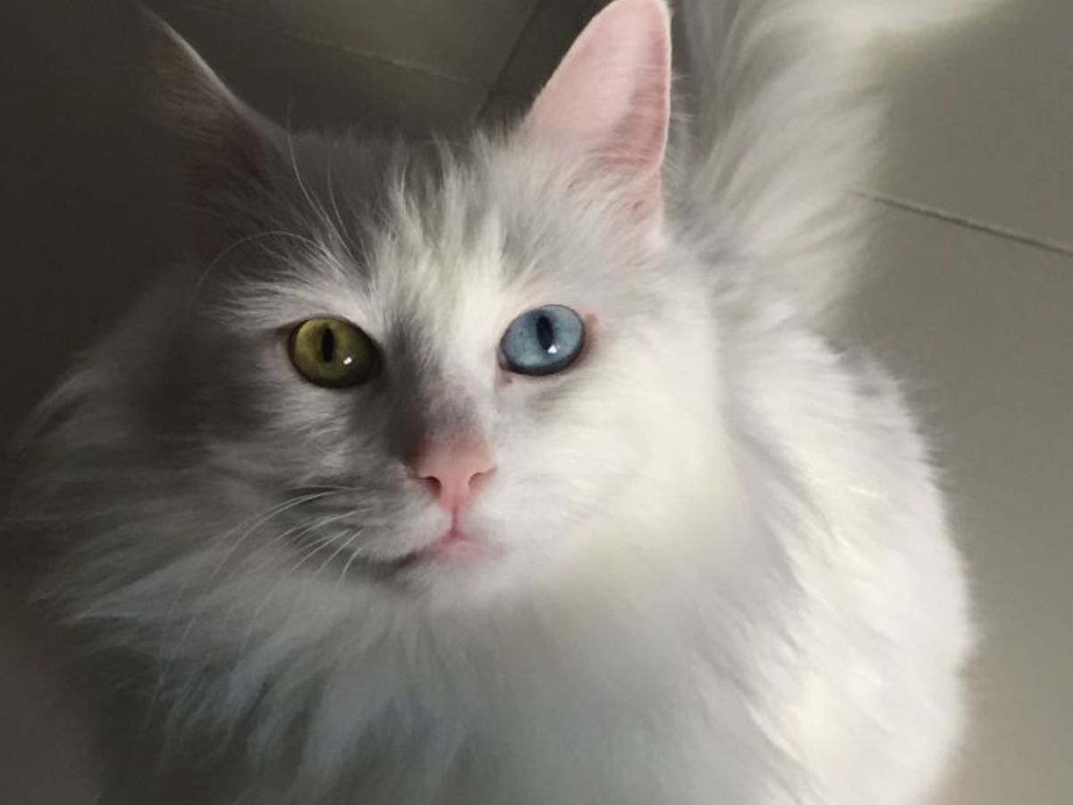 Beautiful Cat Eyes: इन बिल्ली की आंखों में है जादू एक ही नजर में सबको बना लेती है अपना दीवाना - Photo Gallery