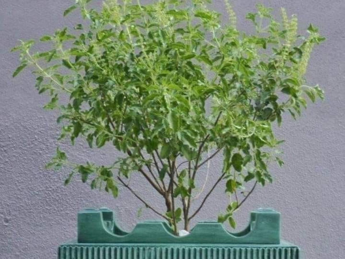 इन पौधों से आप भी बनाए अपने घर में फार्मेसी - Photo Gallery