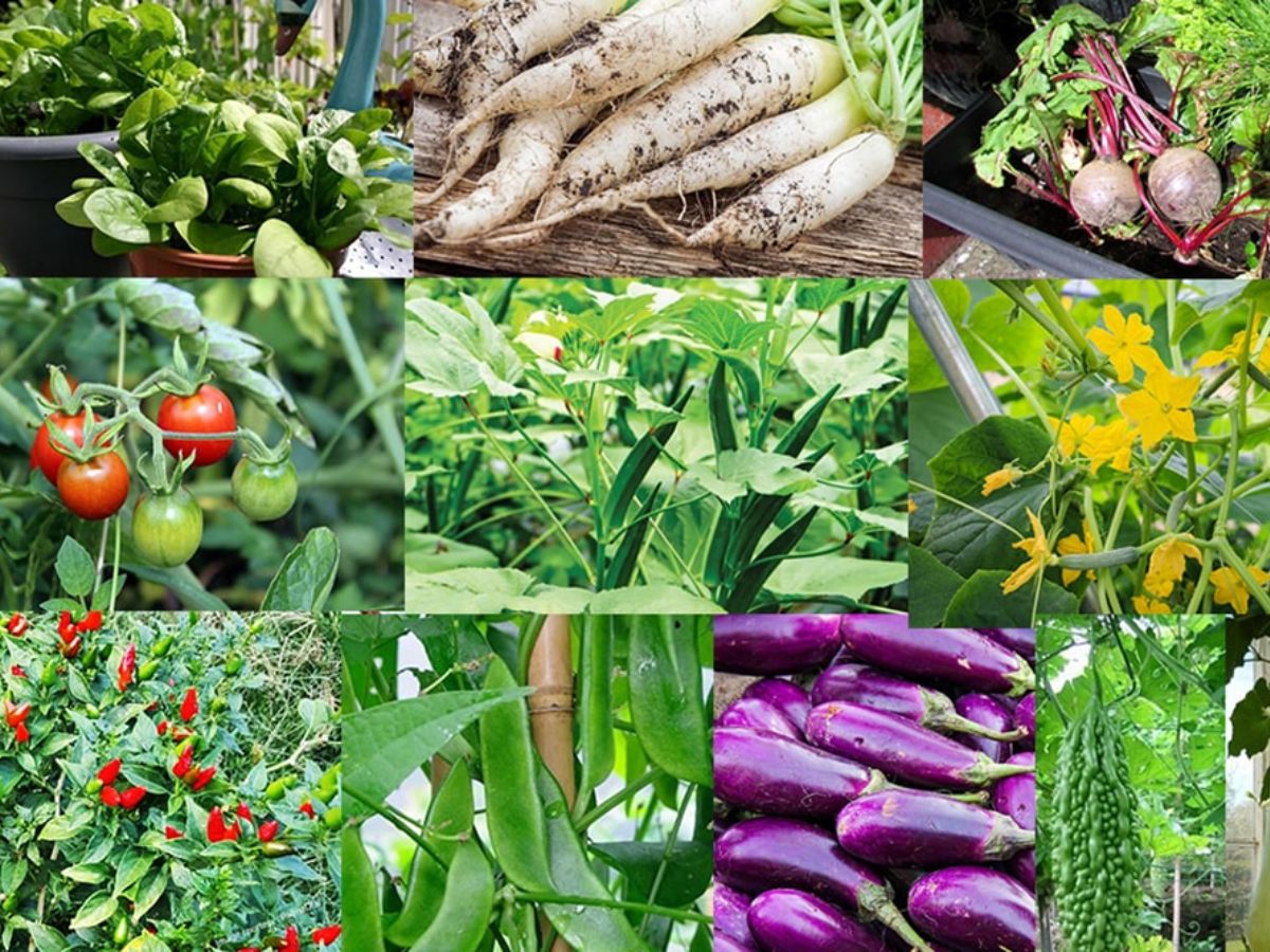 Monsoon 2025:बारिश के मज़े बनाओ दोगुने ,इन फूड्स के बिना है मजे़ अधूर - Photo Gallery