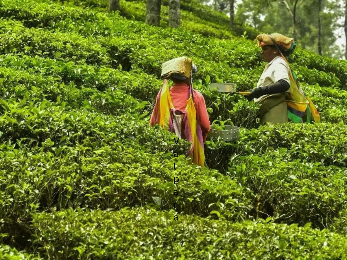 अगर आप भी है चाय या कॉफी के दीवाने तो जरूर जाए इन कुछ शानदार जगाहों पर - Photo Gallery