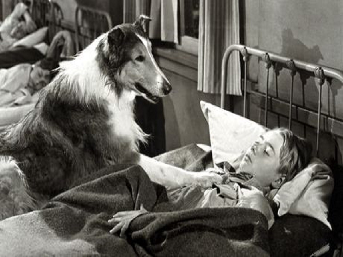 Top 7 Dog movies –  7 एसे बहतरीन डॉग्स फिल्में जिसे आप और आपके घर वाले हो जाऐगें देखकर खुश - Photo Gallery