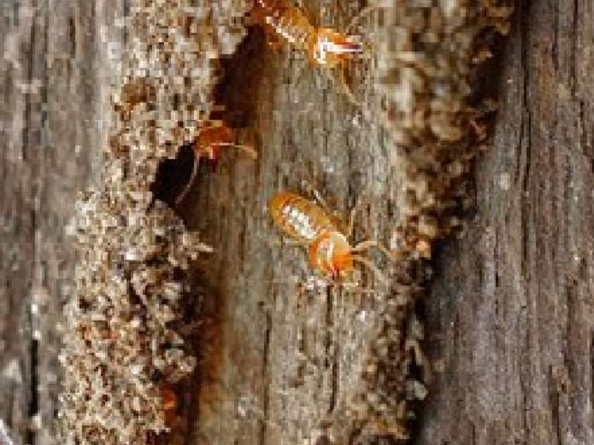 Dry the Furniture Thoroughly - Photo Gallery