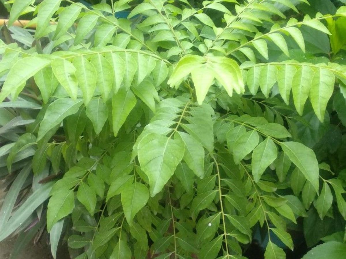 Need for sunlight - Photo Gallery