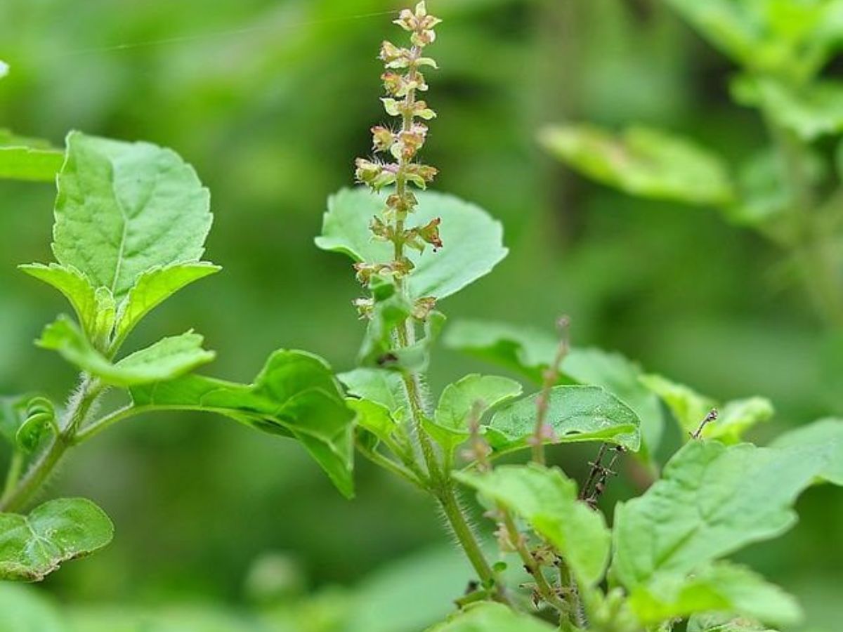 Monsoon में रखना है खुद को स्वस्थ, तो इस्तमाल कर सकते हैं ये जड़ी बूटियां, रहेंगे चुस्त और बढ़ेगी इम्युनिटी - Photo Gallery