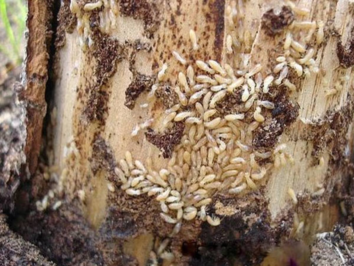 Keep aromatic plants in your home - Photo Gallery