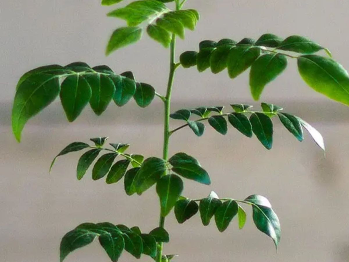 Pruning and caring for plants - Photo Gallery