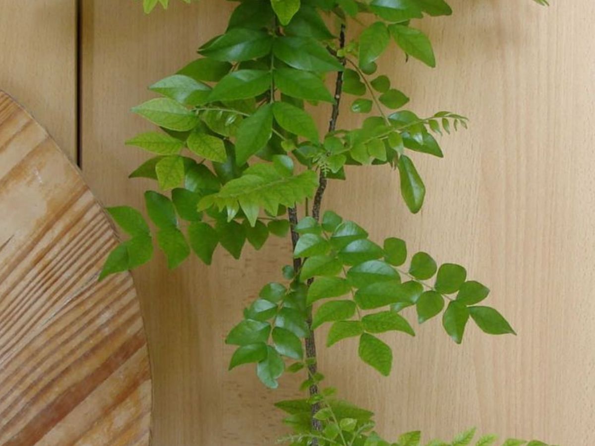 The right mixture of soil - Photo Gallery