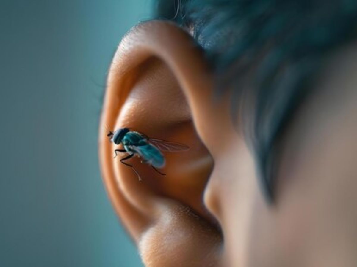 Tilt the ear slightly. - Photo Gallery