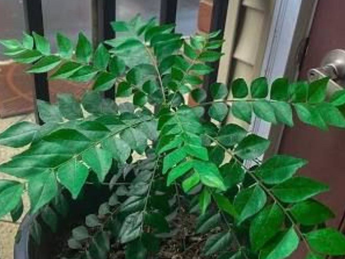 Planting a plant from seeds or cuttings - Photo Gallery