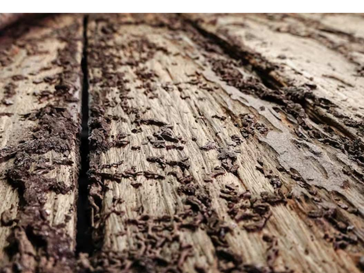 Oiling furniture - Photo Gallery