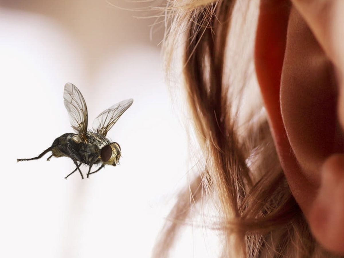 Put honey or glycerin in the ear. - Photo Gallery