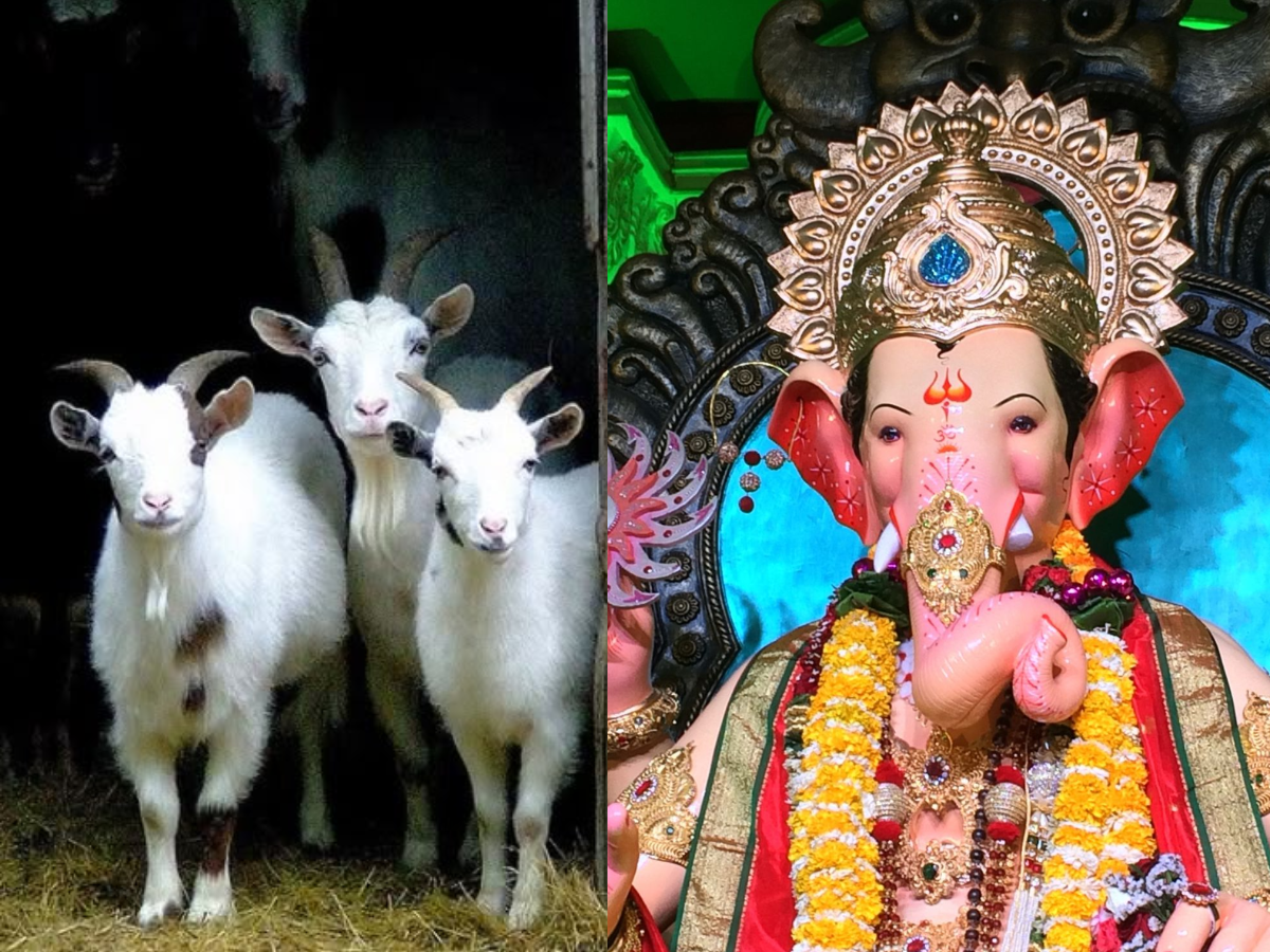 क्या सच में नवरात्रि के समय मंदिरों में चढ़ाया जाता है मांसाहारी प्रसाद? जानकर आप भी रह जाएंगे हैरान - Photo Gallery