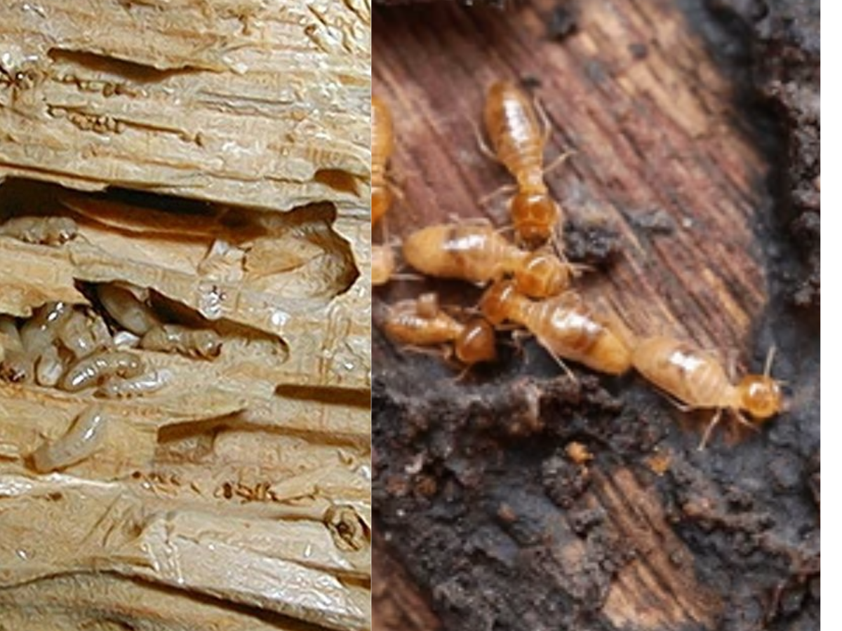 apply clove oil - Photo Gallery