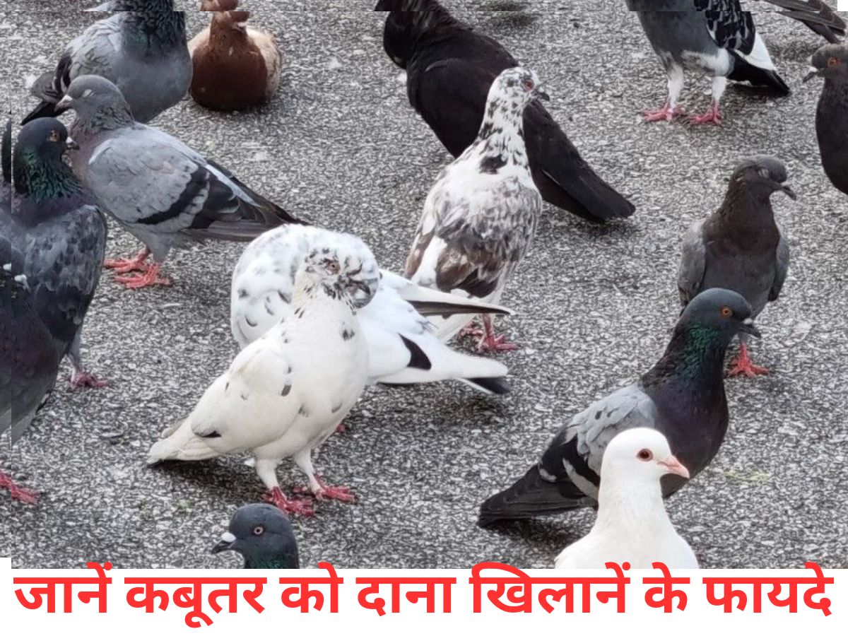 कबूतर को रोजाना दाना खिलाना क्यों है शुभ? वास्तु और धार्मिक मान्यताओं में छुपा है राज - Photo Gallery